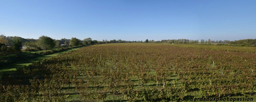 Sur les 22 hectares de cette île, 14 sont consacrés à la culture de la vigne.